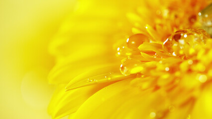 Yellow gerbera flower with a small drop of water.