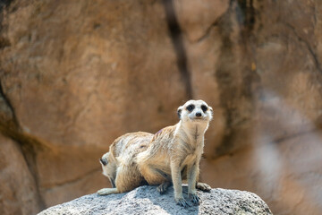 meerkat, Suricata suricatta, sitting on a stone resting, hairy animal, mexico