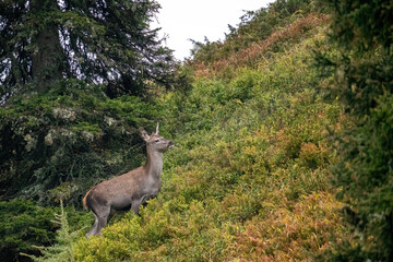 a deer calf on the mountains at a autumn morning