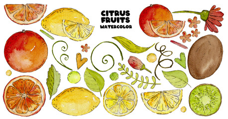 Watercolor Citrus set with Leaves, Lemon, Kiwi, Grapefruit and Flowers. Watercolor colorful illustration.