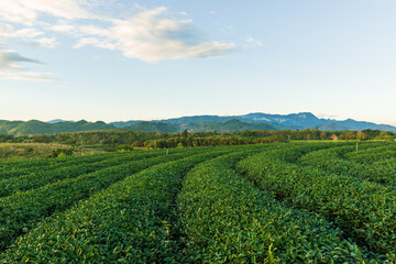 Top view aerial photo of Tea Plantation