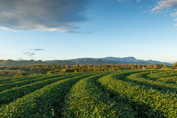 Fototapeta na wymiar Top view aerial photo of Tea Plantation