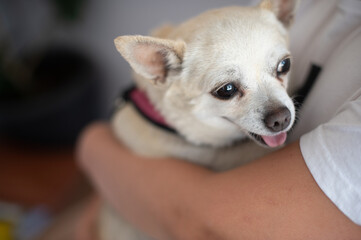 Dogs, children and pets concept - little child girl holding cute dog