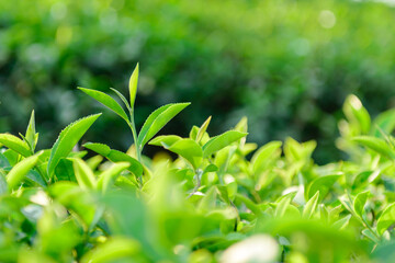 Fototapeta na wymiar Green tea leaves