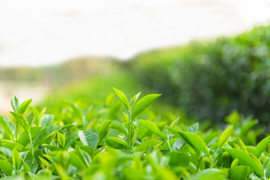 Green tea leaves © surasak