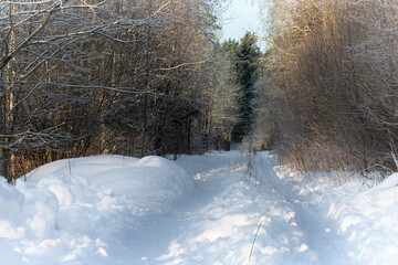 Forest path in winter sunny morning. High quality photo