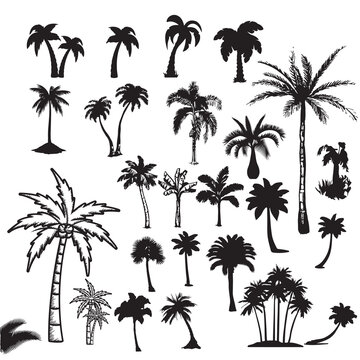 palm tree silhouettes Black palm trees set isolated on white background. Palm silhouettes. Design of palm trees for posters, banners and promotional items. Vector illustration
