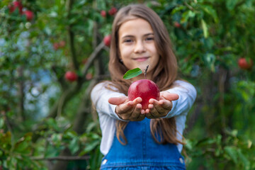 A child harvests apples in the garden. Selective focus.