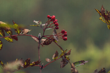 beautiful red rowan berries on the tree in autumn