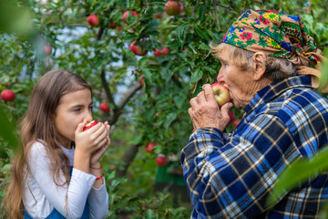 Child and grandmother harvest apples in the garden. Selective focus.