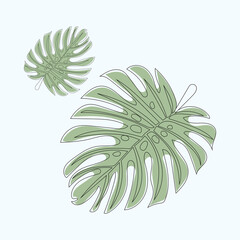 Monstera leaves vector line art drawing and illustration 