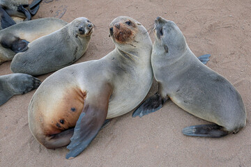 Fototapeta premium sea lion on the beach