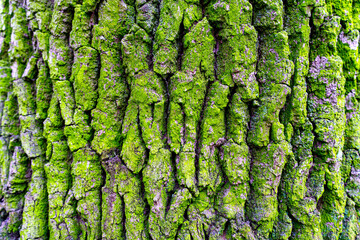 Tree bark covered with green moss