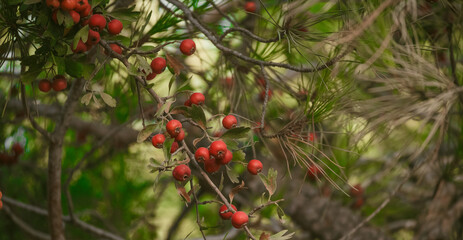 Obraz premium berries in the forest