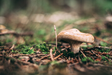 Pilz im Wald - AS