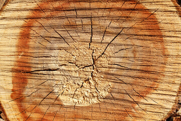 fresh sawn wood with streaks and cracks close-up view from above