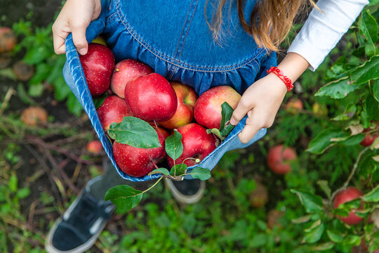 A child harvests apples in the garden. Selective focus.
