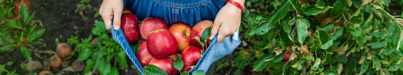 A child harvests apples in the garden. Selective focus.