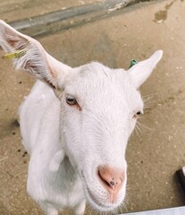 white goat