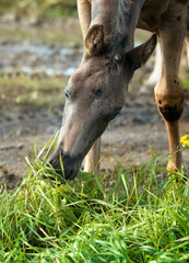 portrait of beautiful black foal grazing freely. close up.  sunny autumn day
