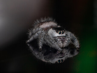close up of a jumping spider 