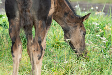  portrait of beautiful black- brown colt grazing at field .  close up. sunny fall day