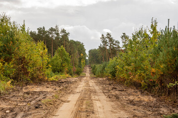 Fototapeta premium A forest sandy road among pines and other trees on a cloudy autumn day. Autumn.
