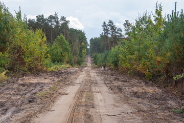 Fototapeta premium A forest sandy road among pines and other trees on a cloudy autumn day. Autumn.