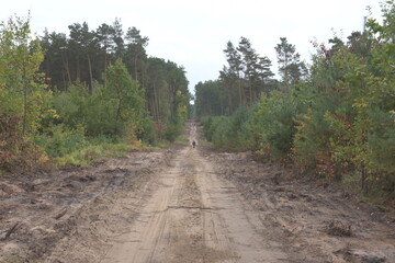 A forest sandy road among pines and other trees on a cloudy autumn day. Autumn.