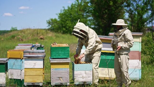 Beekeepers in protective uniform looking at the frame. Lots of bees swarming around. Nature background in blur.