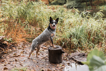 Fototapeta premium dog in nature. Autumn mood. Blue heeler dog in the forest. Australian cattle dog
