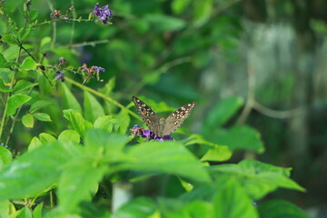 Beautiful colorful tropical butterfly drinking nectar of flowers tropical butterfly garden