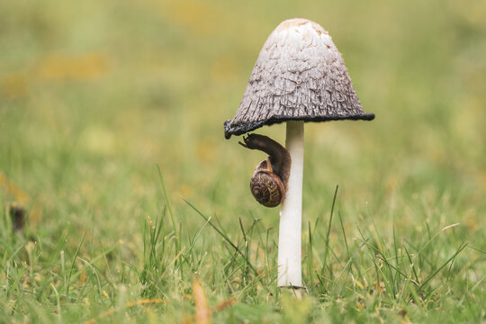 a coprinus comatus with a snail on green grass in the garden at a autumn day