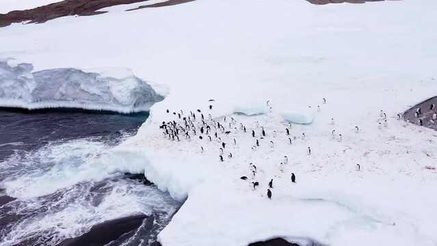 A beautiful group of penguins walks along the rocky coast near the Atlantic sea. Antarctica. 