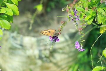 Butterfly flying to yellow flowers