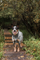 Young blue heeler dog playing with leaves in autumn. Happy healthy dog.