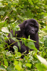 Adult female gorilla, Gorilla beringei beringei, in the lush foliage of the Bwindi Impenetrable forest, Uganda. A member of the Muyambi family, a habituated group of the conservation programme