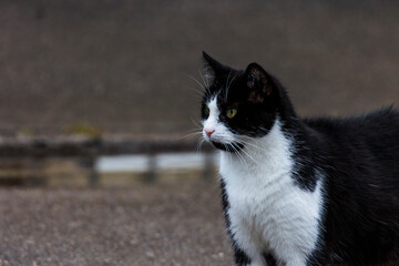 Portrait of black and white domestic cat
