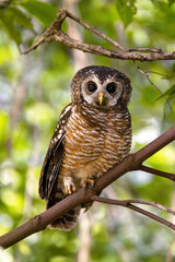 African wood owl, Strix woodfordii nuchalis, perched in a tree, Uganda, Africa. A medium sized bird found in sub-Saharan Africa and also know as a Woodford Owl
