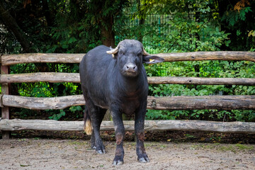 Water buffalo in front of wooden beam fence