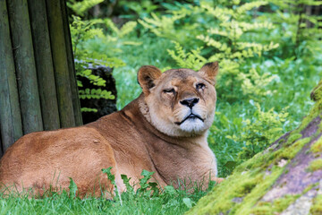 Female adult lion resting in a clearing