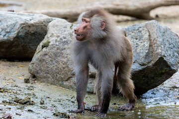 Portrait of mantled baboon with large mane looks to the left