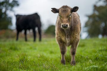 Cows and cattle grazing on pasture and grass in australia