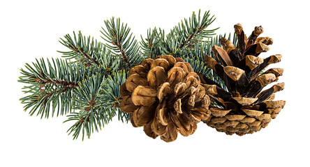Cone and branch of fir-tree on a white background