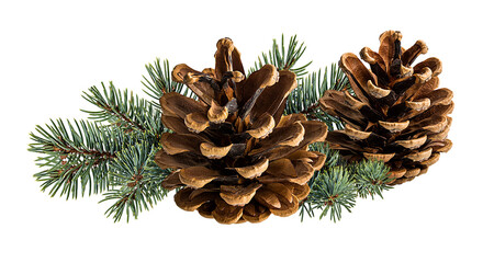 Cone and branch of fir-tree on a white background