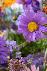 Obraz premium purple and yellow flower