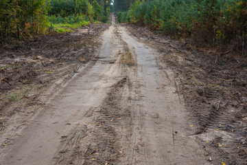 A forest sandy road among pines and other trees on a cloudy autumn day. Autumn.