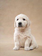 sweet puppy on a beige background. Golden Retriever in the studio. cute dog