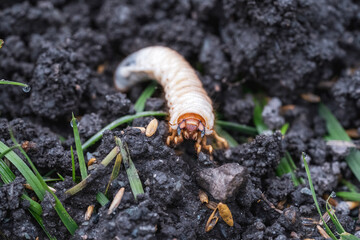 larvae of may beetles in the earth from the lawn