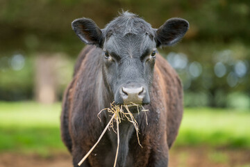 organic, regenerative, sustainable agriculture farm producing stud wagyu beef cows.